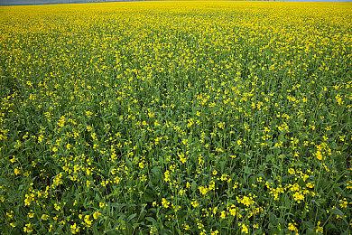 传《黑色行动6》的《战区》将回归原来的战利品系统